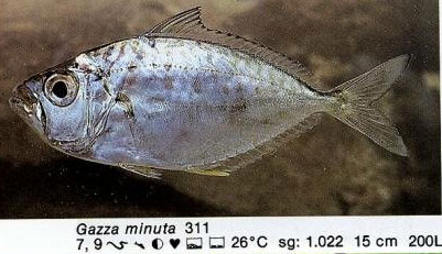 Gazza minuta